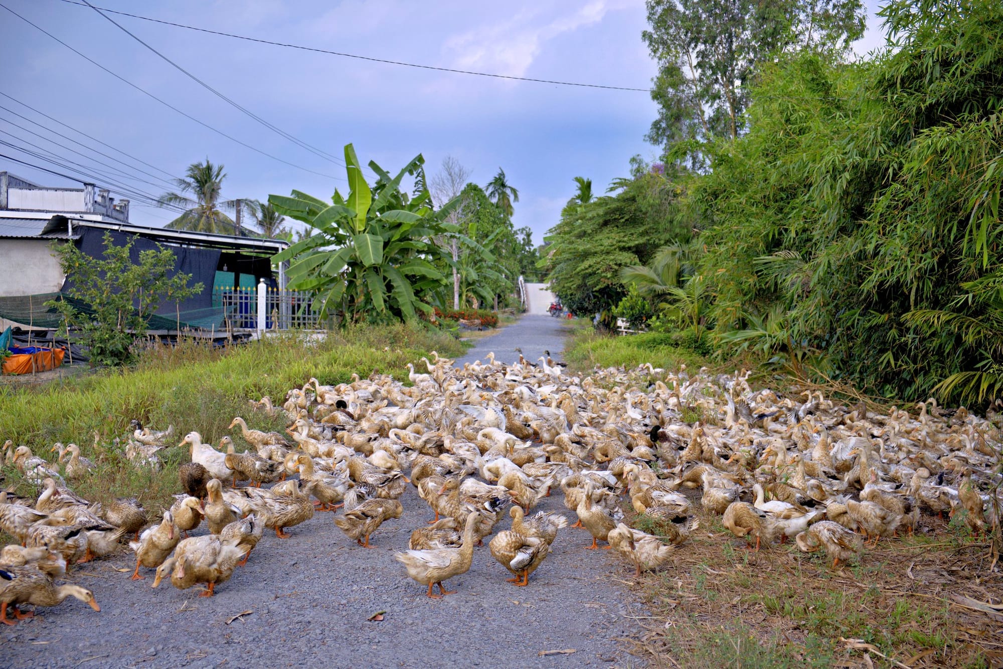 Hình bóng quê nhà