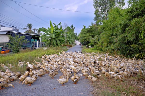 Hình bóng quê nhà